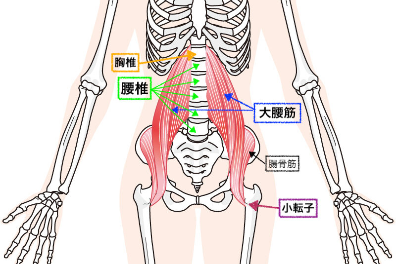 知って欲しいルーシーダットン解剖学 Suay Labo